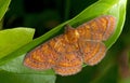 Moth, Butterfly at night, Moth in thailand Royalty Free Stock Photo