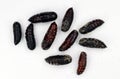 Moth butterfly pupae isolated on white. Brythis crini Noctuidae. Breeding butterflies. Lepidoptera.