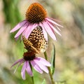 Moth, Butterfly on Purple Coneflowers