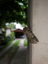Moth butterfly resting on a wall Royalty Free Stock Photo