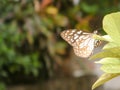 Moth Butterfly Rhopalocera Insect Animal on Green Plant Leaves. Nature Blooms