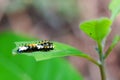 Moth caterpillar Royalty Free Stock Photo