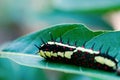 Moth caterpillar Royalty Free Stock Photo