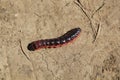 Moth caterpillar Royalty Free Stock Photo