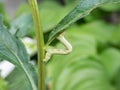 The moth caterpillar arched in an arc on a green leaf. Close-up. Royalty Free Stock Photo