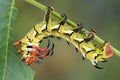 Moth caterpillar eating walnut leaf