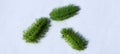 Moth caterpillar io on a white background Royalty Free Stock Photo