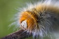 Moth caterpillar portrait Royalty Free Stock Photo