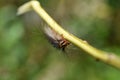 Moth caterpillar portrait closeup