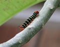 This moth caterpillar seems an alien insect Royalty Free Stock Photo