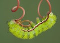 Moth caterpillar on vine 2