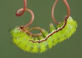 Moth caterpillar on vine 2 Royalty Free Stock Photo
