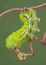 Moth Caterpillar on Vine Royalty Free Stock Photo