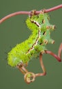 Moth Caterpillar on Vine