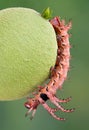 Moth Caterpillar on walnut Royalty Free Stock Photo