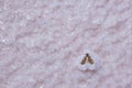 Moth caught in salt on a lake surface. Royalty Free Stock Photo
