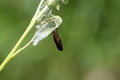 Moth chrysalis or pupa hanged from tree