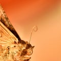 Moth. Close photo of moth shows distinctive red eyes and hooked white stripe