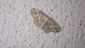 Moth | close up | closeup. amazing camouflage moth white moth isolated moth on white background insects, insect, bug, bugs, animal