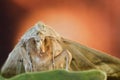 Moth close-up with color background