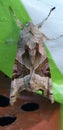 Moth close up