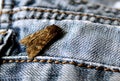 The mole is sitting on jeans clothes Royalty Free Stock Photo