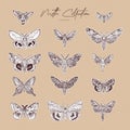 Moth collection, hand draw sketch vector