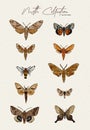 Moth collection, hand draw sketch vector Royalty Free Stock Photo