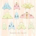 Moth collection Royalty Free Stock Photo