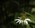 Moth on a Cone flower Daisy