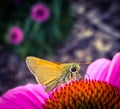 Moth on a Cone Flower Royalty Free Stock Photo