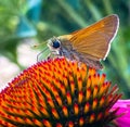 Moth on a Cone Flower Royalty Free Stock Photo