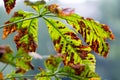 Moth damaged horse-chestnut tree ;Aesculus hippocastanum; leaves