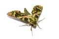 Moth (Daphnis nerii) on white screen