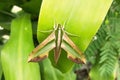 Moth disguised itself as a leaf Royalty Free Stock Photo