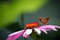 Moth drinking from pink cone flower. Royalty Free Stock Photo