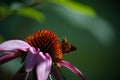 Moth drinking from pink cone flower.