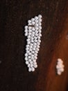 Moth eggs of unknown species isolated
