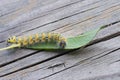 Moth eruca - phalera bucephala Royalty Free Stock Photo