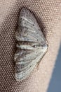 Moth Royalty Free Stock Photo
