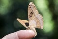 Moth on finger