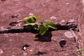 A moth flies over a stalk that grew between boulders. Blurred motion Royalty Free Stock Photo