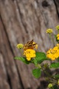 Moth & Flower Royalty Free Stock Photo