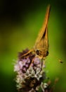 Moth on flower Royalty Free Stock Photo