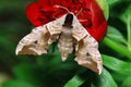 Moth and flower