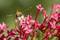 Moth on flower with antennae. Royalty Free Stock Photo