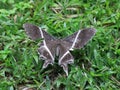 Moth on the Grass Insect Asia