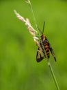 Moth on the grass isolated on blurred background.floral