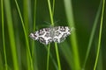 Moth in a green grass