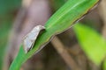 Moth on a green leaf